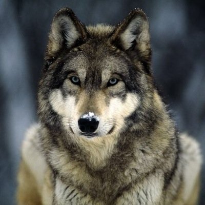 im a animal person all the way.