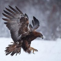 . (@jagwer2020) 's Twitter Profile