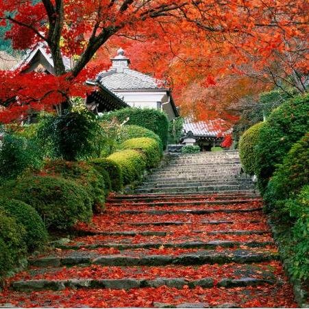 癒される風景 Iyashi Pic Twitter