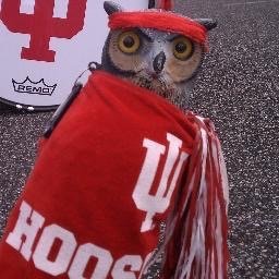 I dig clean beats, IU football, Schmang'ing in the Arboretum, paradiddles, and Friends. Hooter the Hoosier, IU Drumline, nice to meet you. Nyz