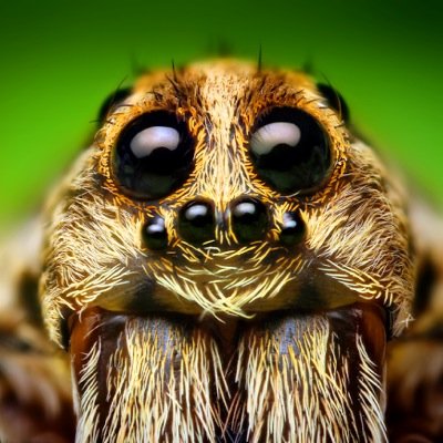 spiderbait1's profile picture. Imma creep on you