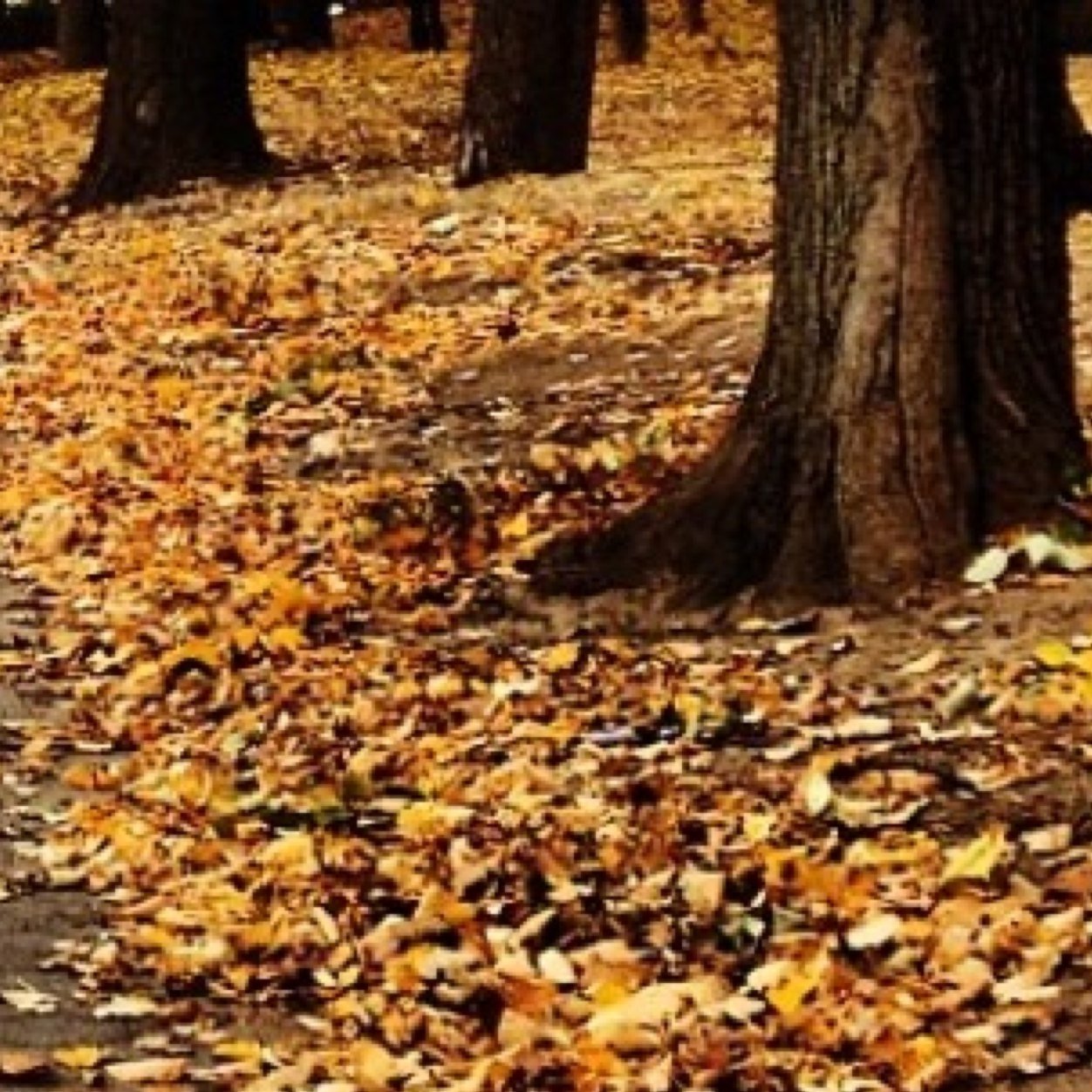 holylistening's profile picture. Just a dry-boned rambler doin' some deep listening.