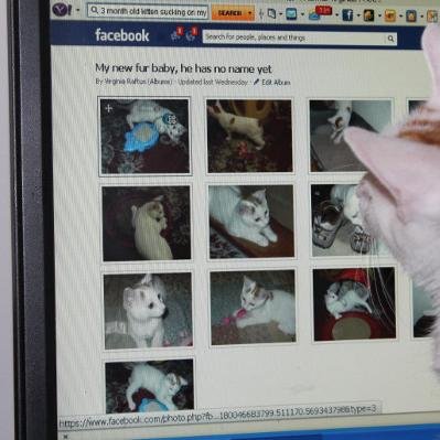 Hi my name is Tankie i am a kitty cat,., i was adopted when i was a kitten...i like browsing the web.....
..
