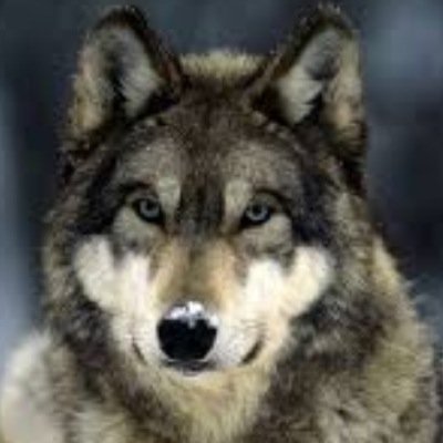 Bi furry wolf. I am male. my kik is jakewolftr