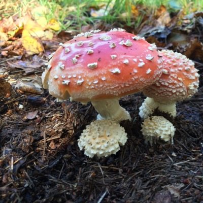 barampyogo's profile picture. 