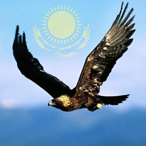 NabiSek's profile picture. 