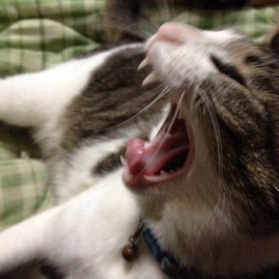 yocco-nyan