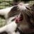APC_yocco_nyan's profile image