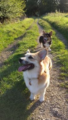 two pwc's enjoying life ! dob june 2012/Feb 2014