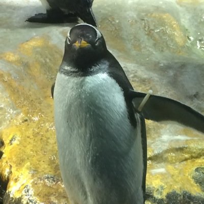 ゲーム通信のいろいろやってるエンジニア。  通信/ストリーミング/放送技術/バックエンドが得意です