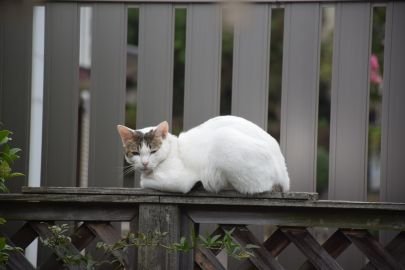 じぇーけー！