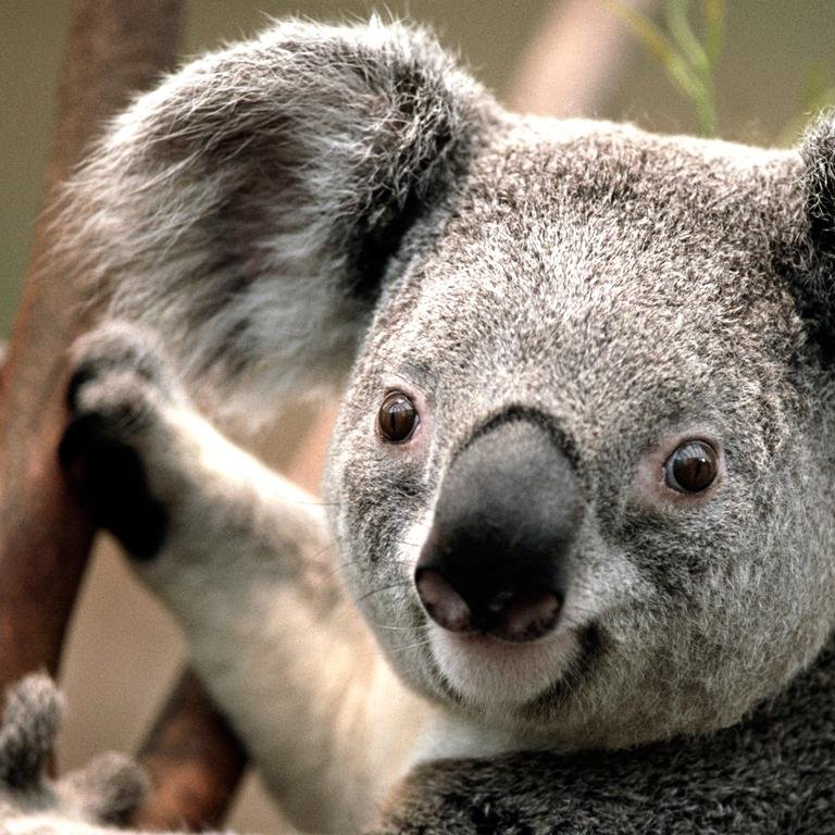 heliolippinikit's profile picture. Psicólogo aposentado.