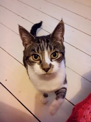 nj_cleo's profile picture. I love fashion, print-making, glitter, retro and all things eco-friendly.