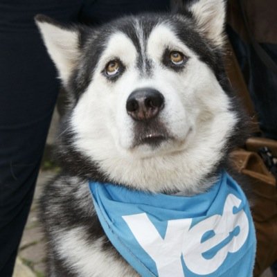 ArkBuchan's profile picture. 