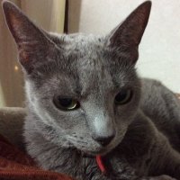 まりん(りつ子) (@ponzu0403) 's Twitter Profile Photo