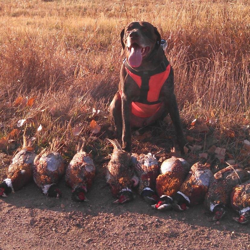 Firefighter.  Retired Air Force. Love to be in outdoors after some type of North Dakota game.  #lundcustomcalls