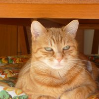 emanuela mello (@tinockha1) 's Twitter Profile Photo