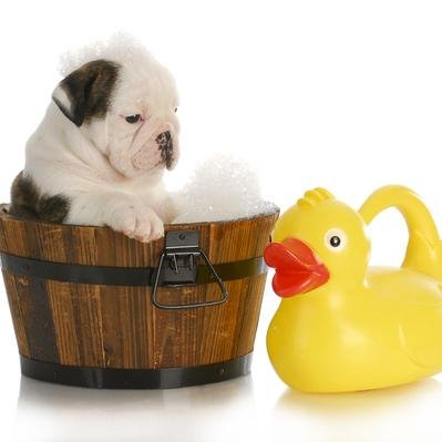 Pet grooming powered by plants. COMING SOON