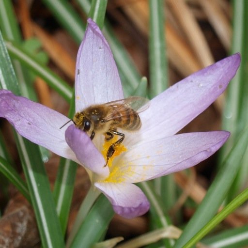 HansWatman's profile picture. Imkervereniging Deventer heeft  natuurlijk imkeren hoog in het vaandel staan.