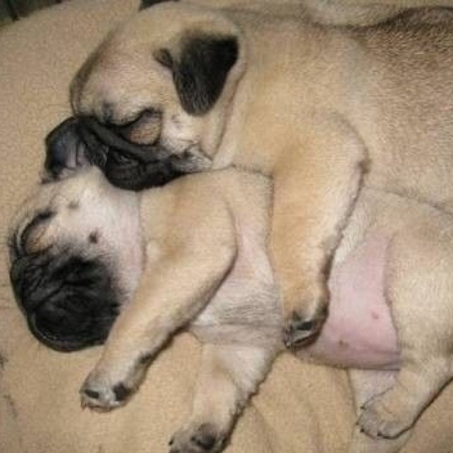 mushwin's profile picture. 