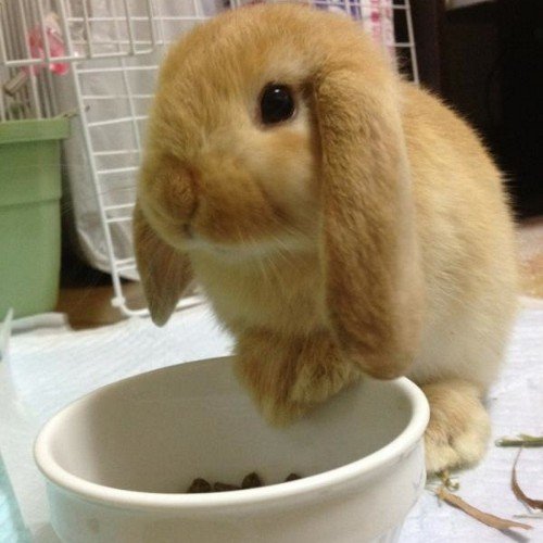 Rabbit Usagi ll male || OC ll ผมชอบกินหญ้าและแครอทครับ ll ฝากเอ็นดูอุซางิตัวนี้ด้วยน่ะฮะ ⌒.⌒