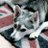 FritzscheA's profile image
