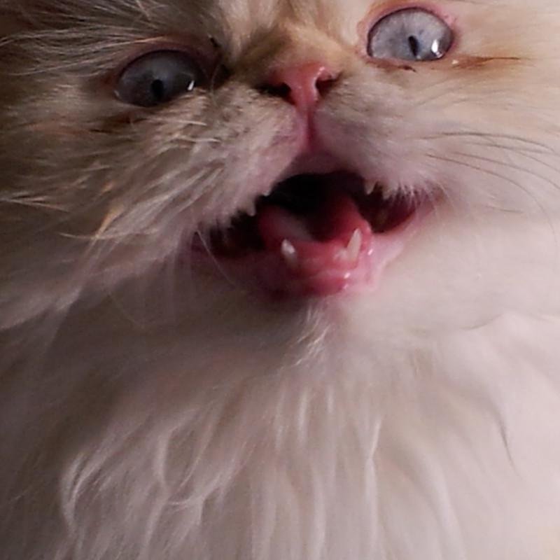 stippy_ziva's profile picture. 