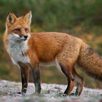 Hello Im Reid a very intelligent fox who loves to hunt and teach history of past legdends I am very loving yet protective of the ones I love Master: @Snowfur_