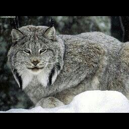 mashukov13's profile picture. 