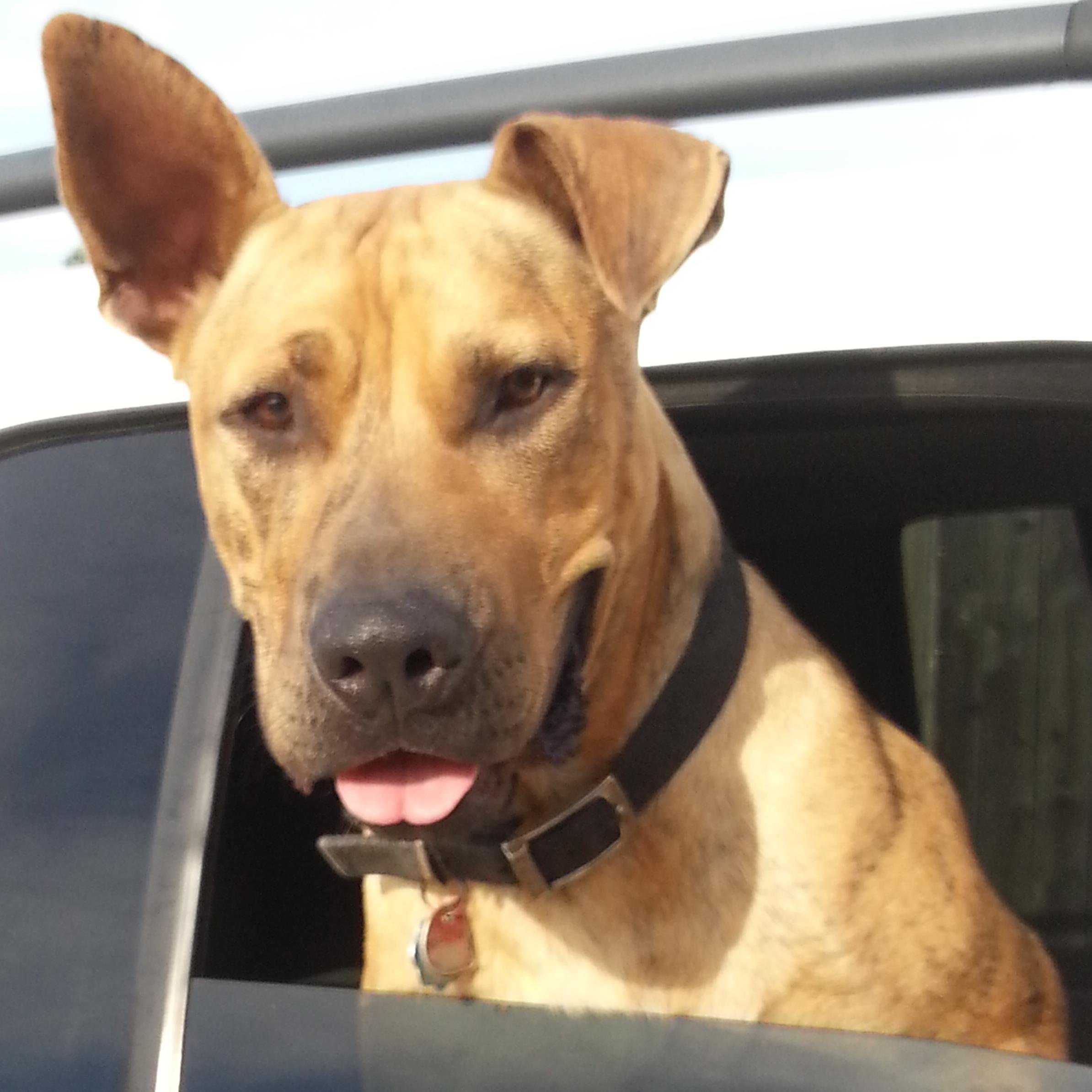 Hi, my name is ROC. I'm a dog actor and I need work cuz I eat a lot and I love snacks! I can do movies, commercials, music videos & more. Call Agent 214.8145332