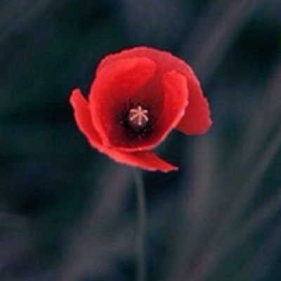 just like a flower