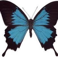 vous n'êtes pas seul j'ai vécu la meme chose que vous et je veux vous aider je sis là si vous avez besoin de parler #butterflyproject #stopselfharm