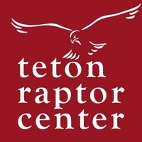 Teton Raptor Center (@tetonraptor) Twitter profile photo
