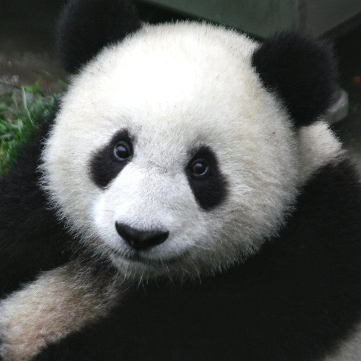 FanGiantpandas's profile picture. 