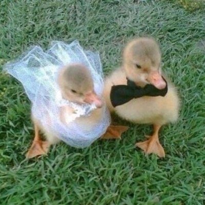 duck this, im 2 cool 4 u