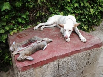 manolocazador's profile picture. Si no estoy cazando, estoy pensando en ello