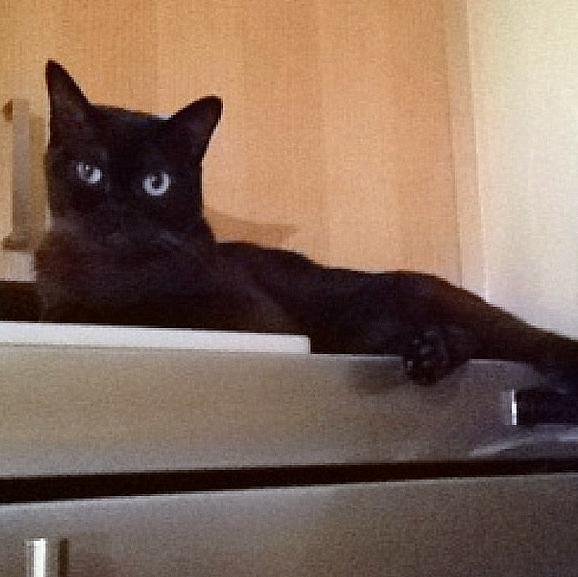 BooBooDaCat's profile picture. 