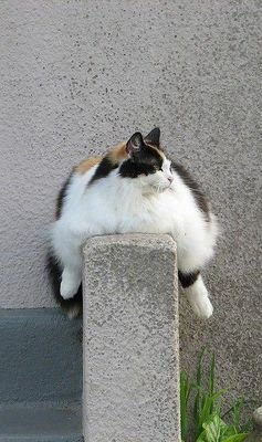 TraceGarcia's profile picture. I'm going to live to be 200 yrs old, or die trying. I'm destined to be a mountain hermit. Co-conspirator of Mouse Parade.