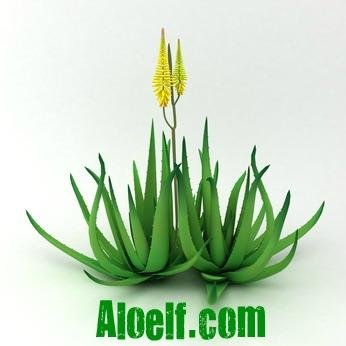 Best Stabilized Patented Aloe Vera #BeeHive Products. #AloeVera of #ForeverLiving Products #FLP #flpdistributor. #aloeproducts #buyaloevera @AloeShop_org 🏠