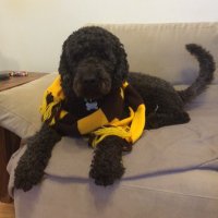 Maurice Le Guen (@mpleguen) Twitter profile photo