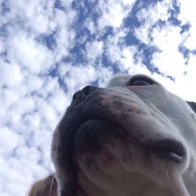 Lover of flat-faced breeds!
