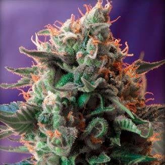 26/. INSTAGRAM : CANABISWEEDCOS