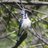 BirdsAtMac's profile image