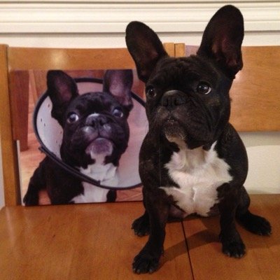 OC_Stella's profile picture. I'm just a frenchie in the OC. Feed me.