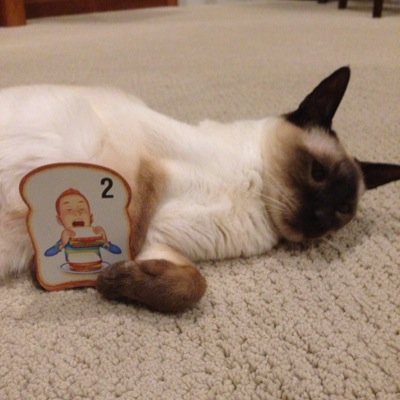 Mom of twins, Feline Expert, Volunteer for everything