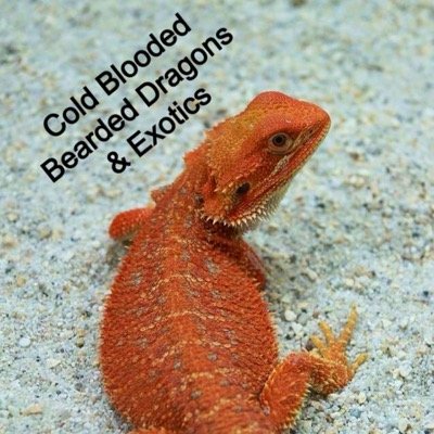 I am the owner of Cold Blooded Bearded Dragons and Exotics. We produce High Quality Bearded Dragons and other Exotics at affordable prices.