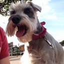 carlos celaya landin - @charlytrozatroz - Twitter