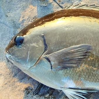 磯釣り・波止釣り・アオリイカが大好き。近畿はもちろんのこと関東・東海・北陸・中国・四国・九州にも遠征♪釣り場のガイドと釣況・水温などをアップしますのでよろしくです♪