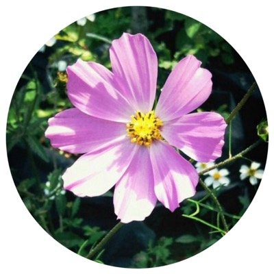 Producción doméstica de algunas especies orgánicas (legumbres) para consumo personal; brindando comodidad, seguridad, ahorro, higiene y salud.