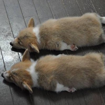 しょーかとー